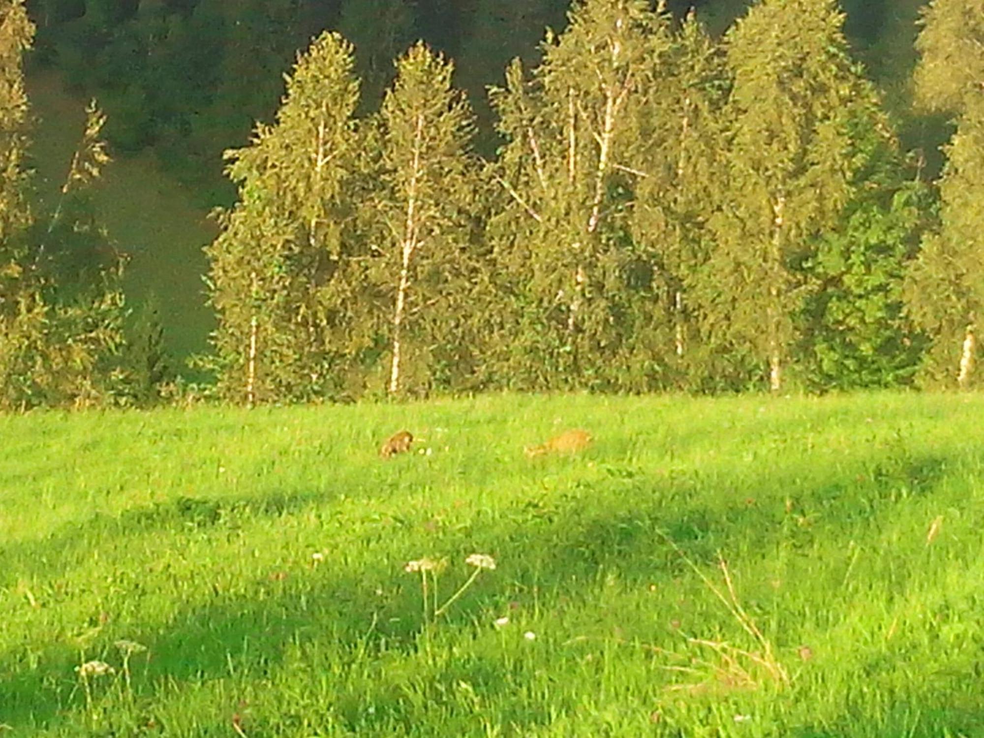 Vila Doina Branului Bran (Brasov) Exterior foto
