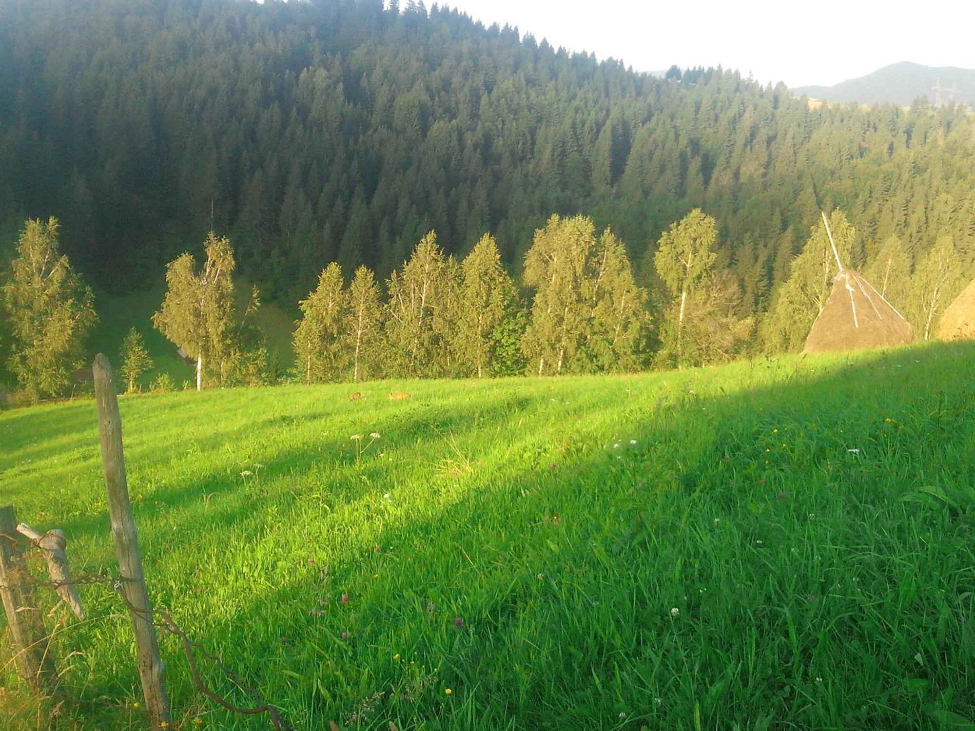 Vila Doina Branului Bran (Brasov) Exterior foto